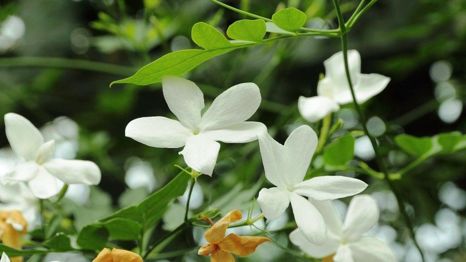 Jazmín - Jasminum officinale