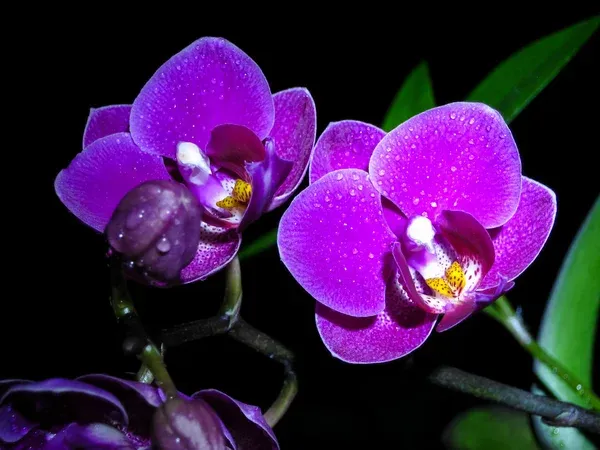 8. Orquídeas - Orchidaceae