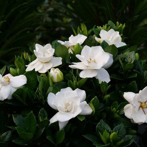 7. Gardenias - Gardenia jasminoides