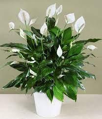 6. Espatifilo - Spathiphyllum