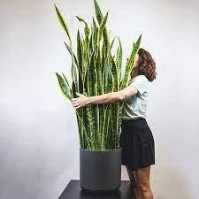 Sansevieria - Sansevieria trifasciata